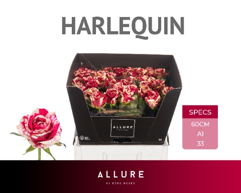 <h4>R GR HARLEQUIN ALLURE</h4>