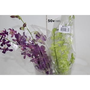 DENPHALAEN MACO MINIMO 30 FLORES