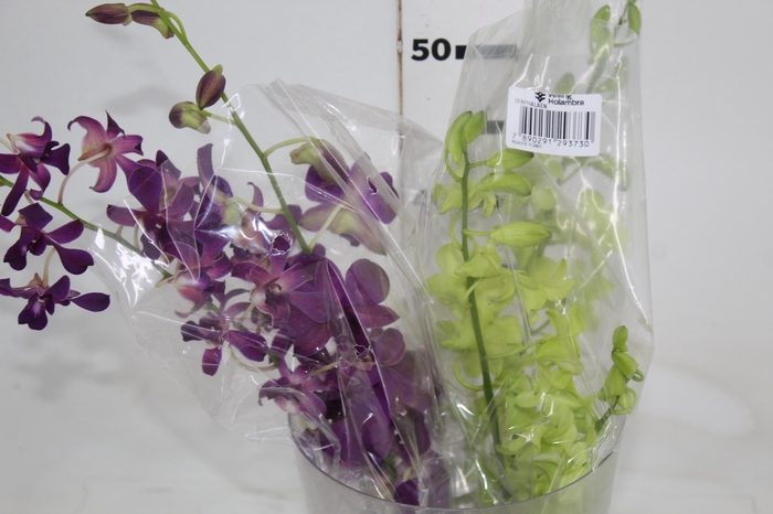 <h4>DENPHALAEN MACO MINIMO 30 FLORES</h4>