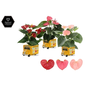 Anthurium 9 cm - 3 color mix in Schoolbus ceramics