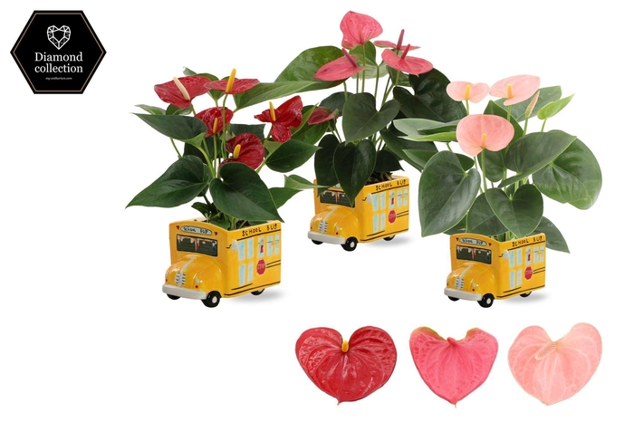 <h4>Anthurium 9 cm - 3 color mix in Schoolbus ceramics</h4>
