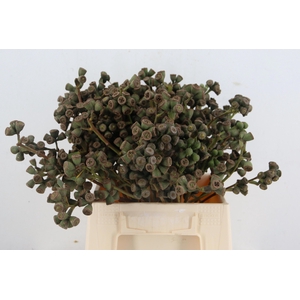 EUC EXOTICA BS