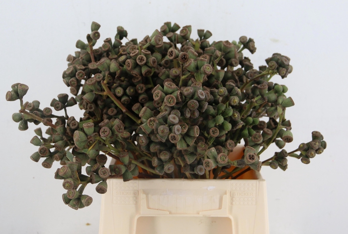 <h4>EUC EXOTICA BS</h4>