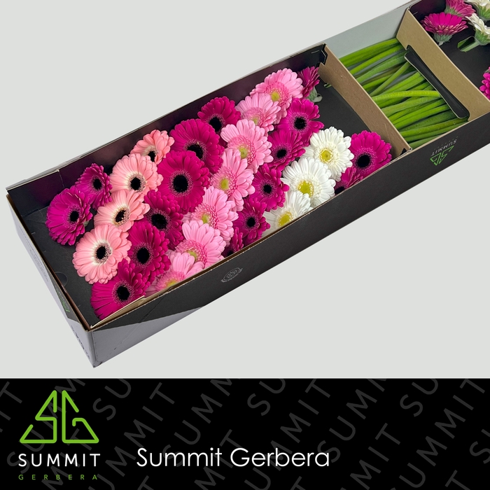 <h4>Germini Mix 3 kleuren Doos</h4>