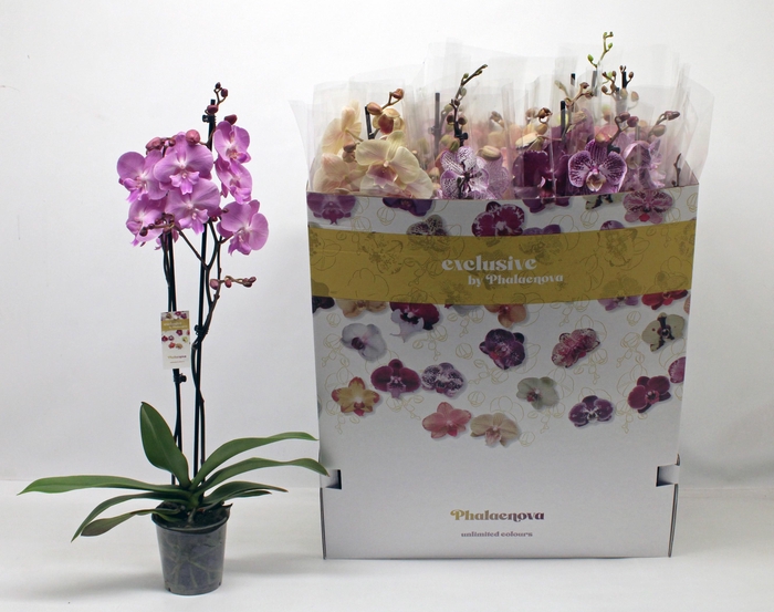 <h4>PHAL GEM 10 KL</h4>