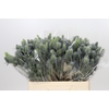 Eryngium Electric Dynamite
