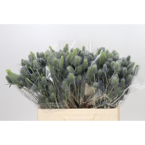Eryngium Electric Dynamite