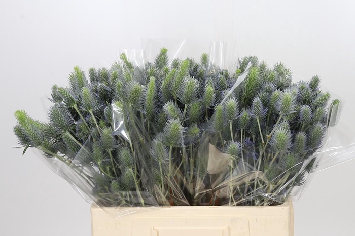 Eryngium Electric Dynamite