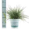 Festuca glauca CompactA Blue® 10,5cm