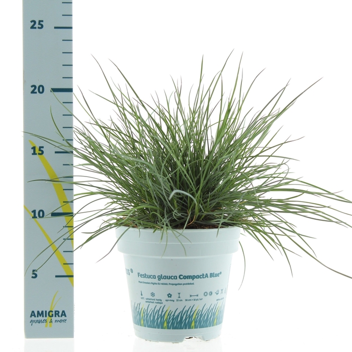 Festuca glauca CompactA Blue® 10,5cm