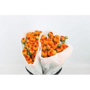 Ran Cloni Ex Lambada