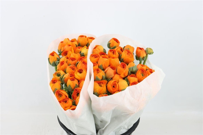 <h4>Ran Cloni Ex Lambada</h4>