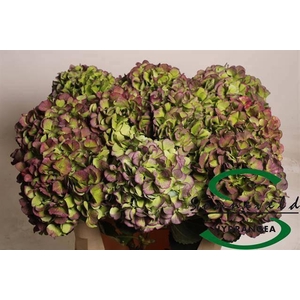 HYDR M CH VERE BL CL