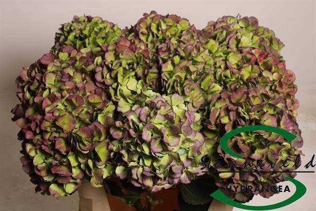 <h4>HYDR M CH VERE BL CL</h4>