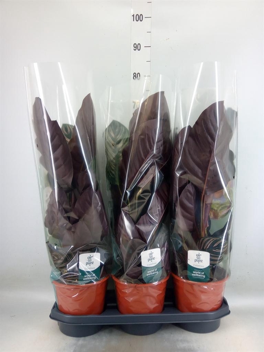 <h4>Calathea sanderiana</h4>