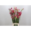 Nerine Mix