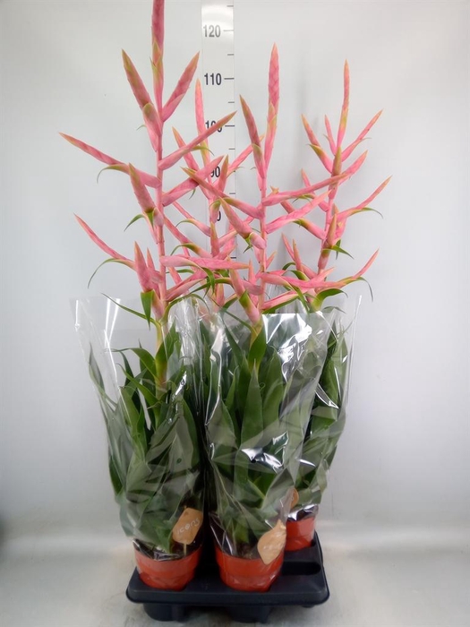 <h4>Tillandsia 'Dolce'</h4>