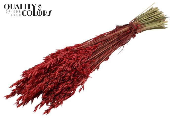 <h4>Avena per bunch Red</h4>