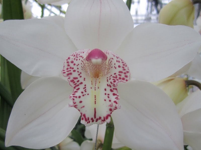 <h4>Cymbidium Mrs Sugar Lee 60 cm X10</h4>