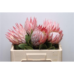 Protea Cynaroides Super
