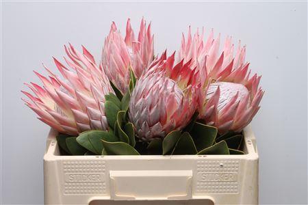 <h4>Protea Cynaroides Super</h4>