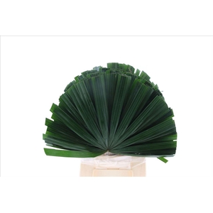 Leaf chamaerops