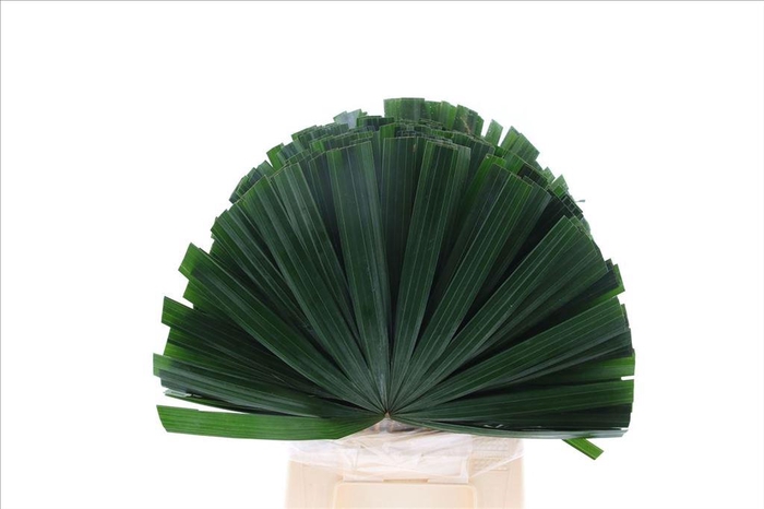 <h4>Leaf chamaerops</h4>