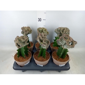 Euphorbia lactea 'Cristata'