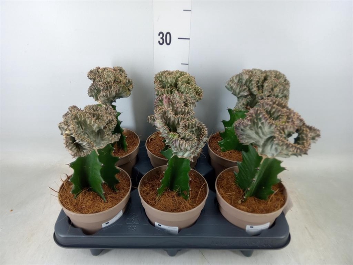 <h4>Euphorbia lactea 'Cristata'</h4>