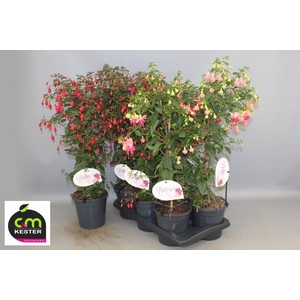 FUCHSIA OV