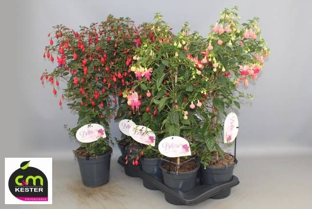 <h4>FUCHSIA OV</h4>