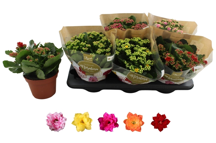 <h4>KAL GE RO GEM 5 KL</h4>