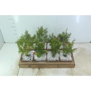 BONSAI JUNIOR VASO PLASTICO 1.1L