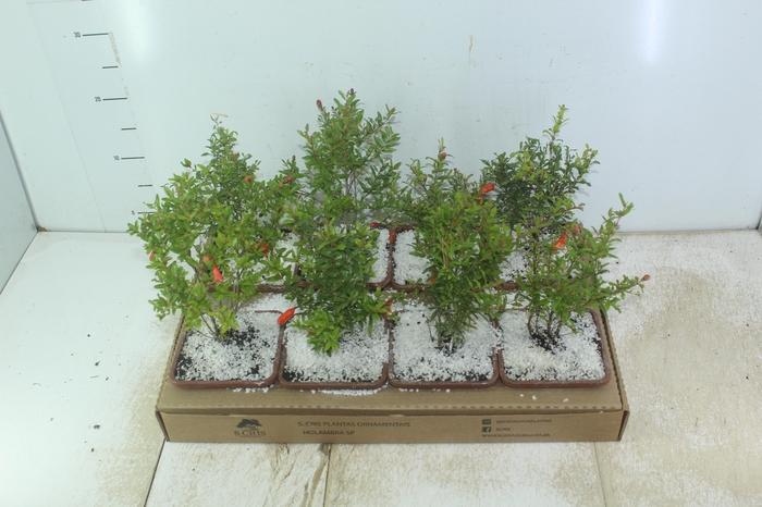 <h4>BONSAI JUNIOR VASO PLASTICO 1.1L</h4>