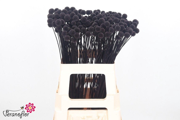 <h4>CRAS KLB H%</h4>