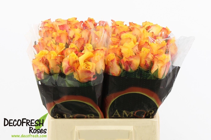 <h4>R Gr Lady Butterfly</h4>