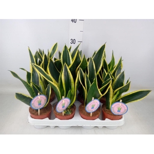 Sansevieria trifa. 'Black Gold'