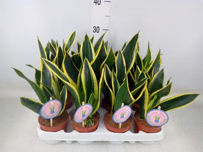<h4>Sansevieria trifa. 'Black Gold'</h4>