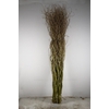 SALIX TORTUOSA