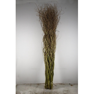 SALIX TORTUOSA