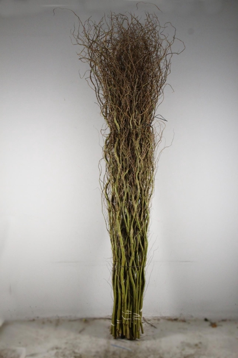 <h4>SALIX TORTUOSA</h4>