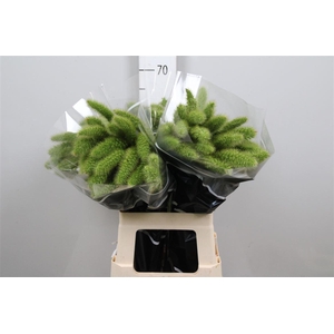 Setaria Italica Volle Melk