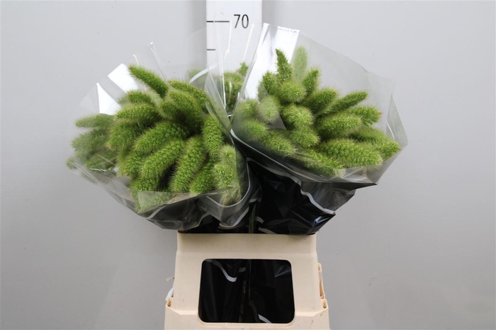 <h4>Setaria Italica Volle Melk</h4>