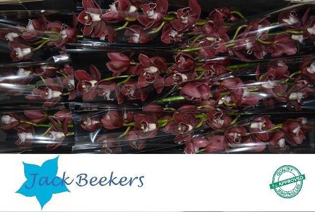 <h4>CYMB T HADES</h4>