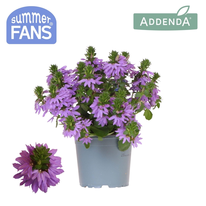 <h4>Scaevola light blue</h4>