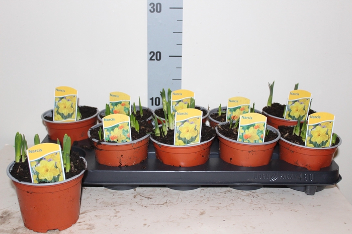 <h4>NARC GEM 2 SRT</h4>