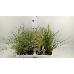 Carex   ...mix