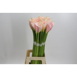 Zantedeschia Eydolls Salmon