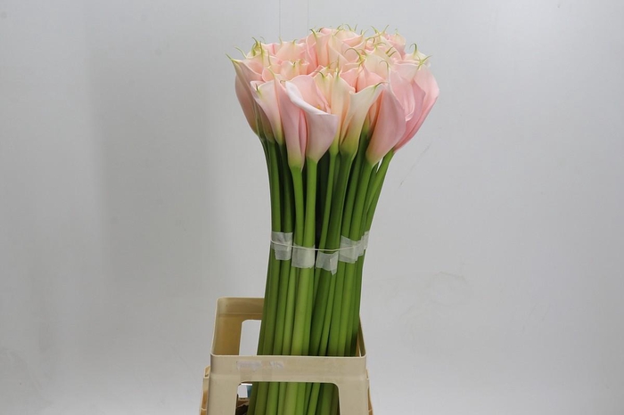 <h4>Zantedeschia Eydolls Salmon</h4>