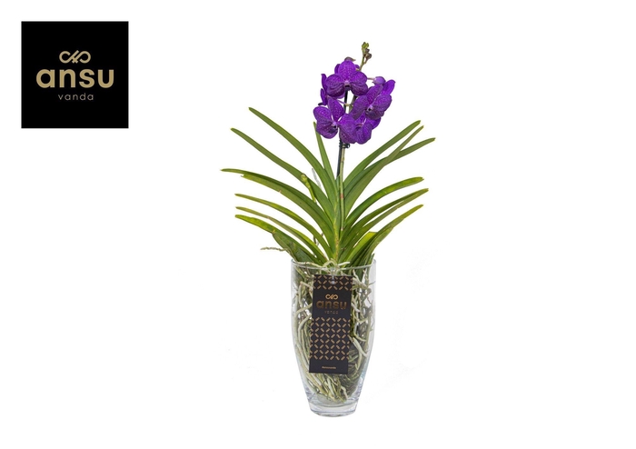 <h4>Vanda Charlotte Blue</h4>